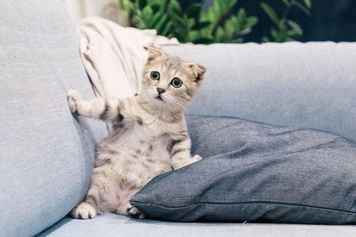 如果主子会说话,宠物心声揭秘